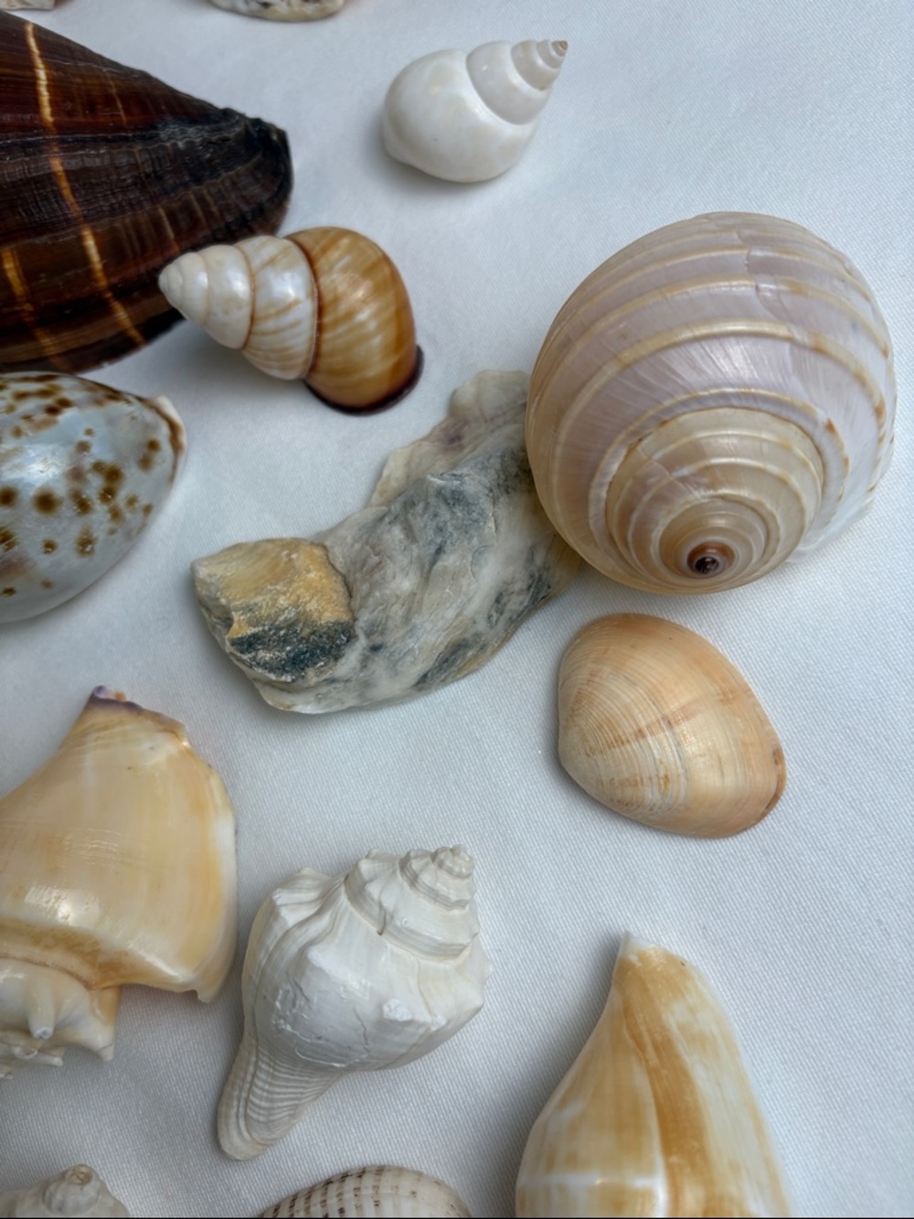 20pc Boutique Natural Shell Collection - Excellent Condition - Picture 4 of 14